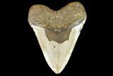 Giant, Fossil Megalodon Tooth - North Carolina #109556-2